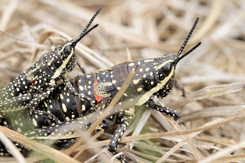 Spotted Mountain Grasshopper (Monistria concinna)